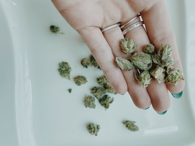 How to Choose the Right Medical Marijuana Strain for Your Needs